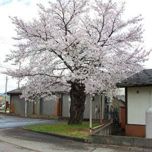 今年もたくさんの桜の花を咲かせてくれました！