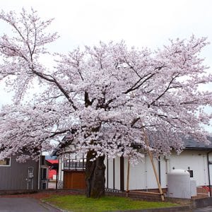 お花見3