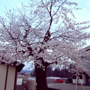 今年も綺麗に咲きました