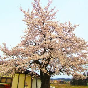 21年目の「奇跡の桜」