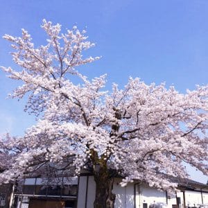 奇跡の桜