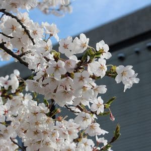 青空に白い桜が良く映えます