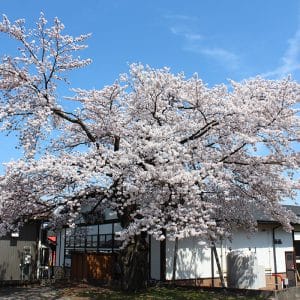 ちょうど満開の日にお花見ができました！