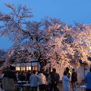 日が落ちると、日中とはまた違った雰囲気の桜が楽しめました